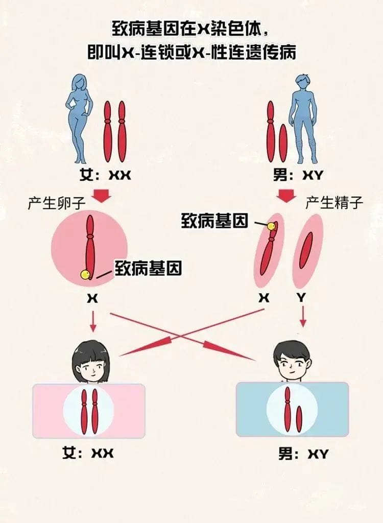 试管婴儿是否可以避免蚕豆病？