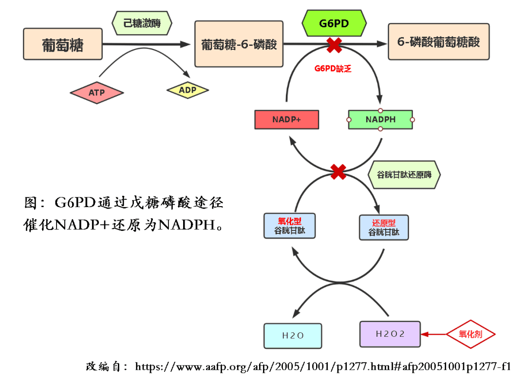 试管婴儿是否可以避免蚕豆病？