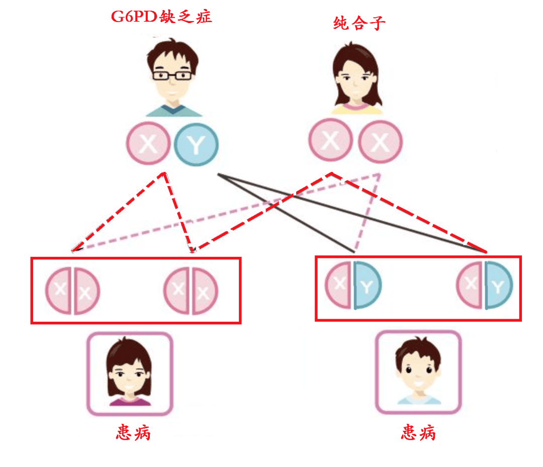 试管婴儿是否可以避免蚕豆病？