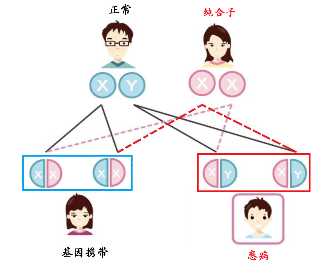 试管婴儿是否可以避免蚕豆病？