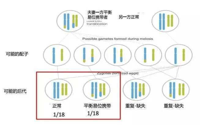 脱“染”宝宝大作战——染色体平衡易位如何健康生育?