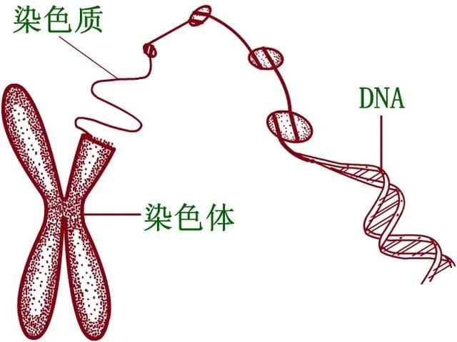 脱“染”宝宝大作战——染色体平衡易位如何健康生育?