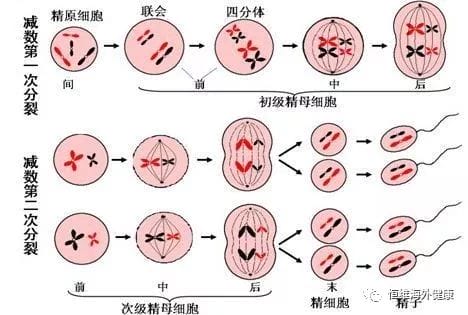 【好孕科普】告诉你，胚胎染色体异常的所有真相！