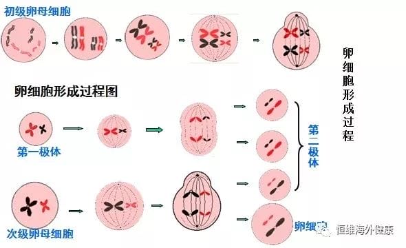 【好孕科普】告诉你，胚胎染色体异常的所有真相！