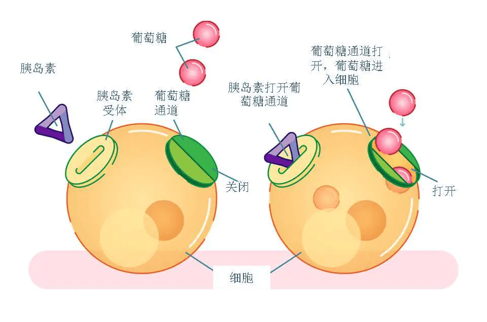 多囊卵巢试管，为什么要检查【胰岛素抵抗】?