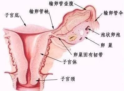 好孕科普 | 仅剩一边输卵管，怎样更大机率怀孕当妈？