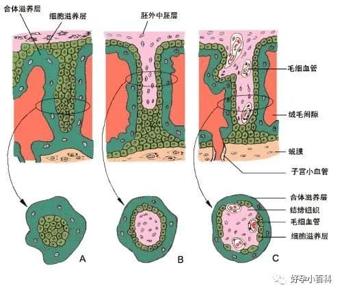 孕育课堂 | 如何预防备孕路上的7种免疫性不孕症？