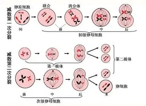 做试管前是否有必要检查「自身免疫抗体」?