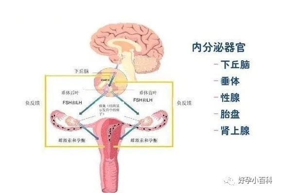 月经不调，量少发黑怎么办？是卵巢早衰了？