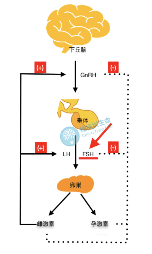 揭秘 |  高FSH都是卵巢早衰，试管婴儿如何备孕？