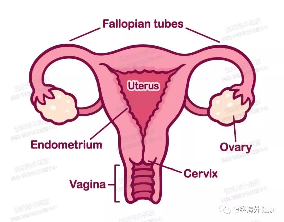 免疫系统疾病和自身免疫疾病可导致男性和女性不育