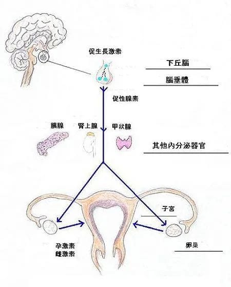 试管知识 | 悄悄吞噬你生育力的"怪物"！