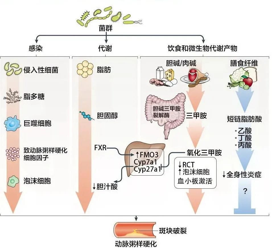 卵子质量“杀手”竟然和这个也有关系！