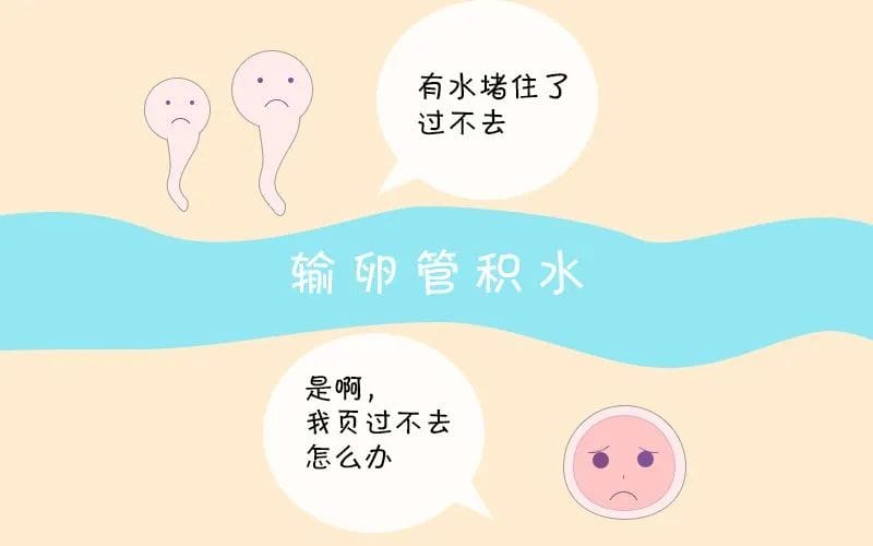 试管知识 | “鹊桥”积水也会影响试管成功率！