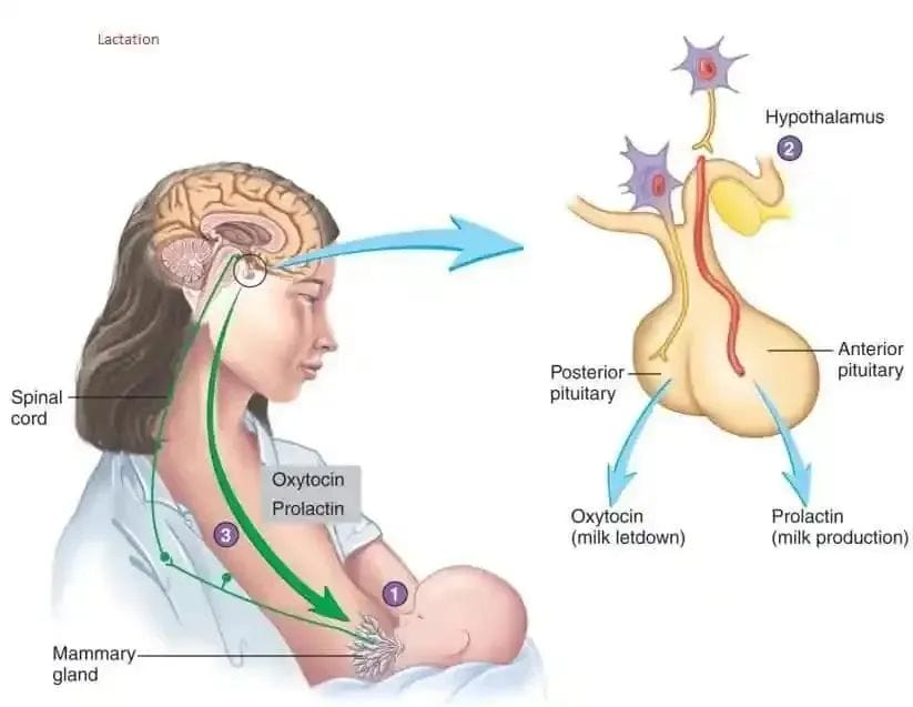 生育力的保护者——泌乳素！