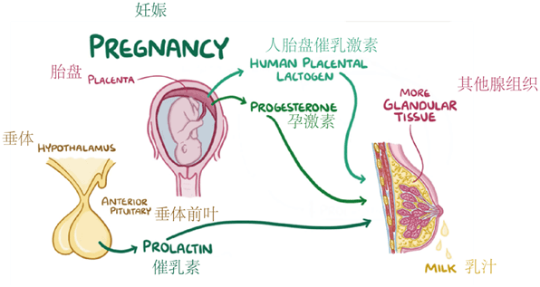 试管必读 | 一分钟教你如何看懂「激素六项」报告