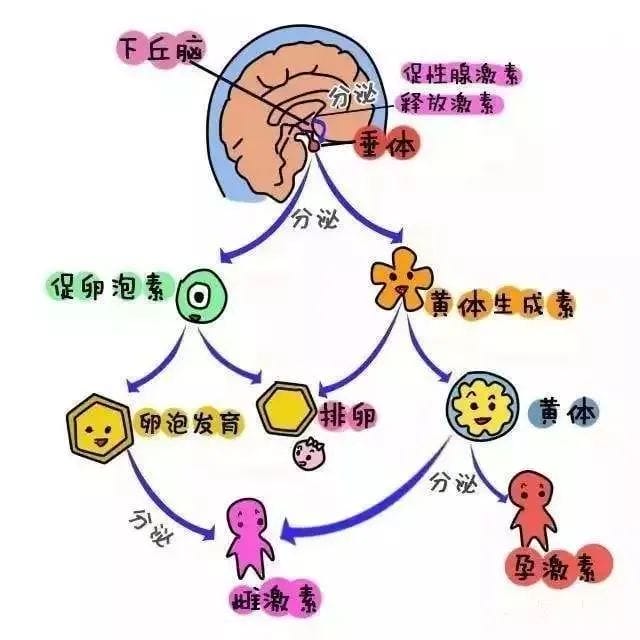 试管必读 | 一分钟教你如何看懂「激素六项」报告