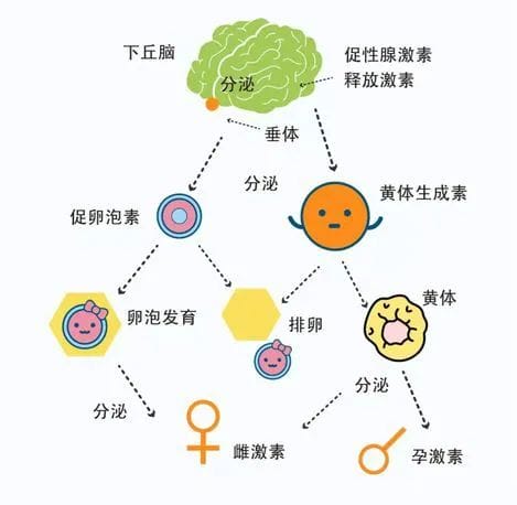 不孕不育，试管婴儿男、女检查项目及流程指南【建议收藏】