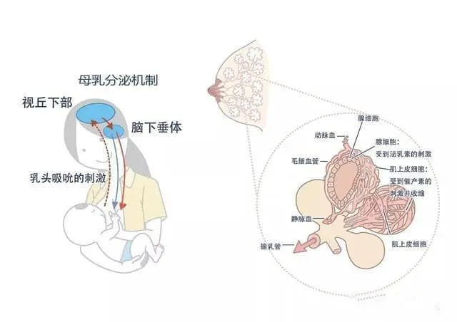 解读性激素六项：什么时间查？如何判断异常?