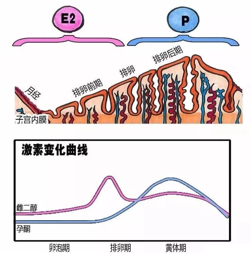 最全！逐个击破「性激素六项」报告各项数值！