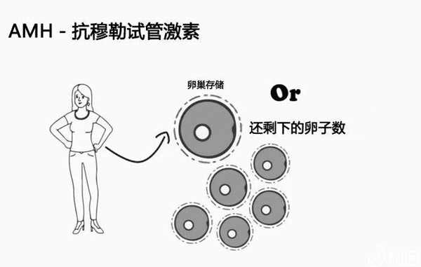 叫你查AMH又不肯，但却想晚婚晚育?