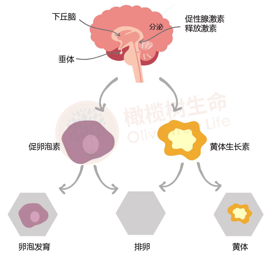 0岁，你的生育“余额”还剩多少？卵巢里还有多少“粮”?"