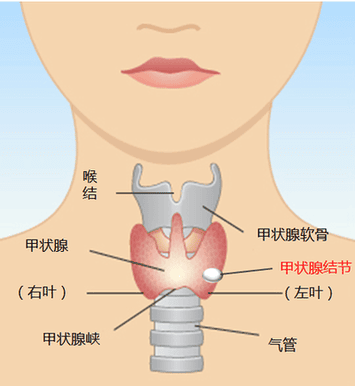 甲状腺功能异常对怀孕有什么影响?碘的摄入该如何调整?