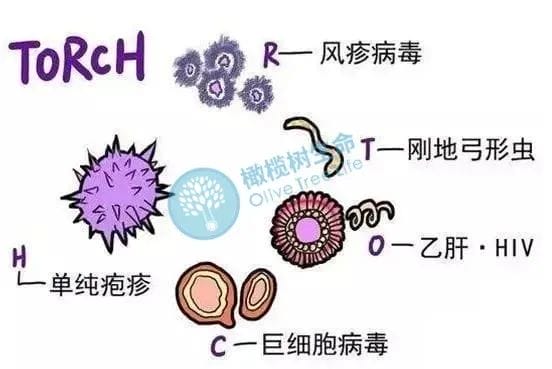 橄榄树生命：优生优育，你还缺个孕前检查！