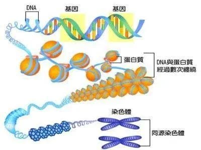 反复流产真诚建议去查一下精子DNA碎片！