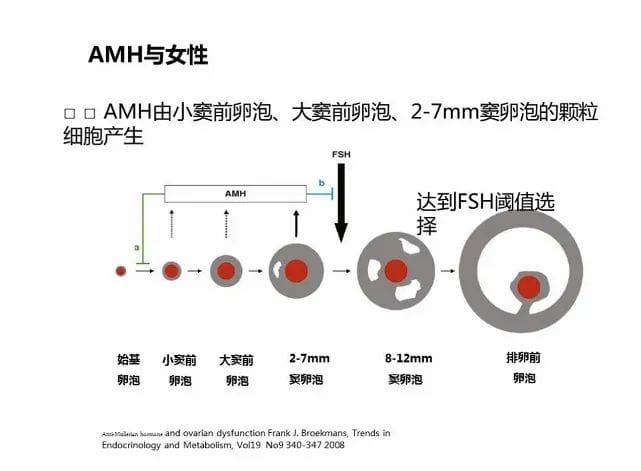 为什么生殖医生都在关注AMH?