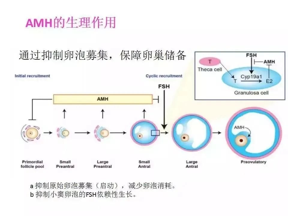 为什么生殖医生都在关注AMH?