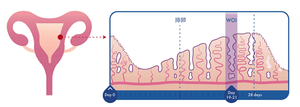 试管婴儿成功率高的秘密——把握胚胎移植“种植窗”!