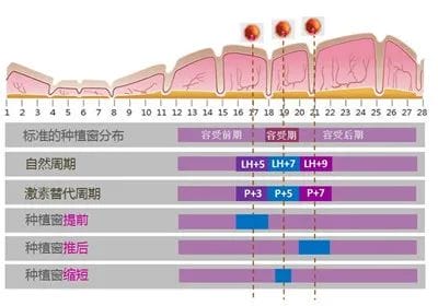 试管婴儿成功率高的秘密——把握胚胎移植“种植窗”!