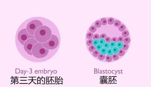 拿什么标准来评判试管婴儿的成功?