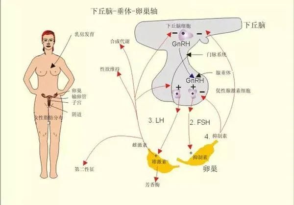 实现试管好“孕”的几个小妙招，你造吗?