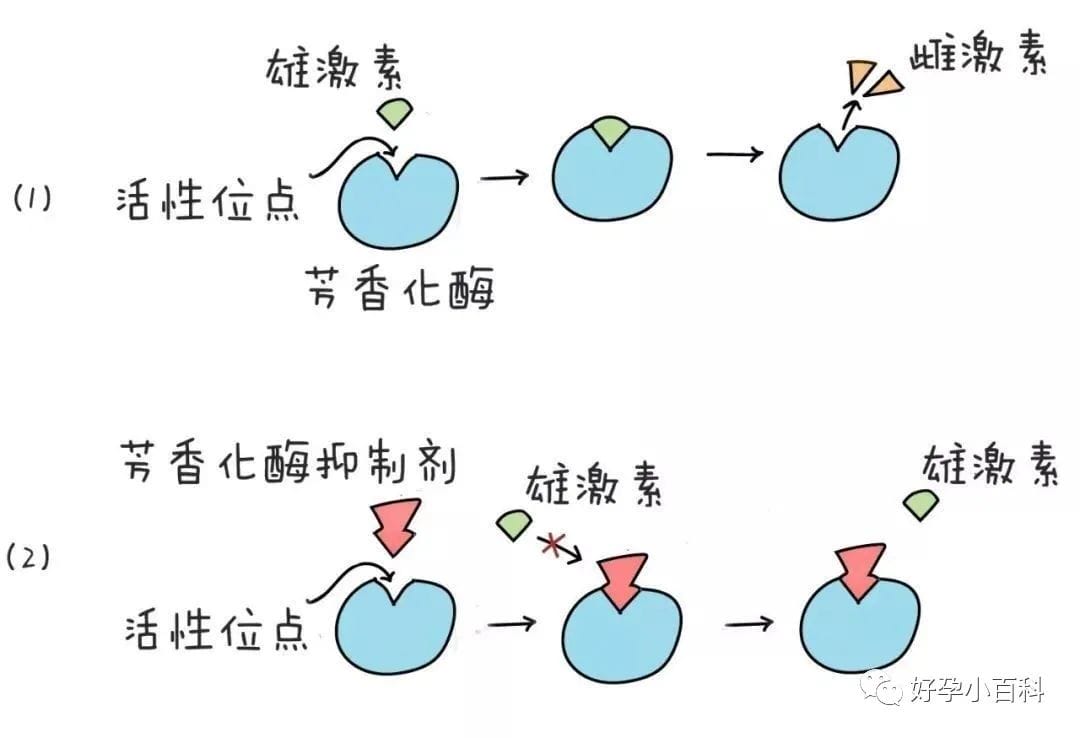 高龄备孕  试管促排对卵巢功能有影响嘛？