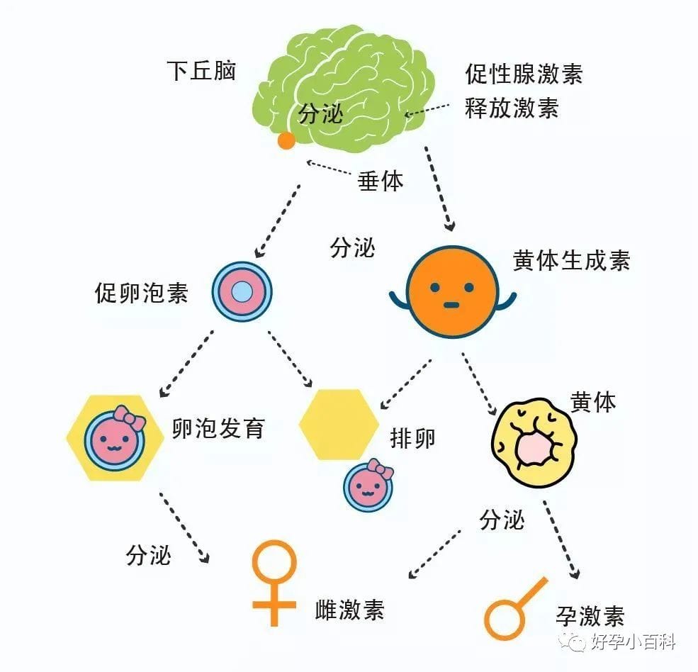 高龄备孕  试管促排对卵巢功能有影响嘛？