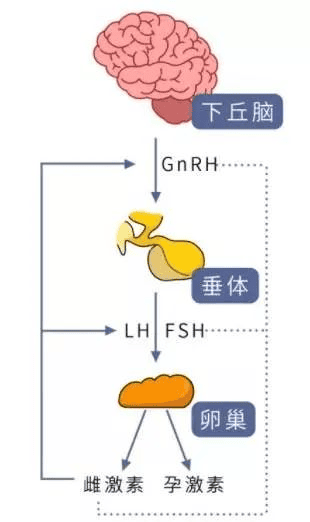 做试管想要提高获卵数?这几个办法可以一试！