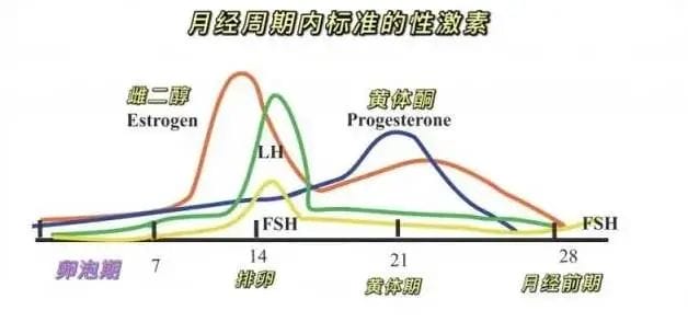 只需3招，教你调理又大又圆的卵泡！【建议收藏】