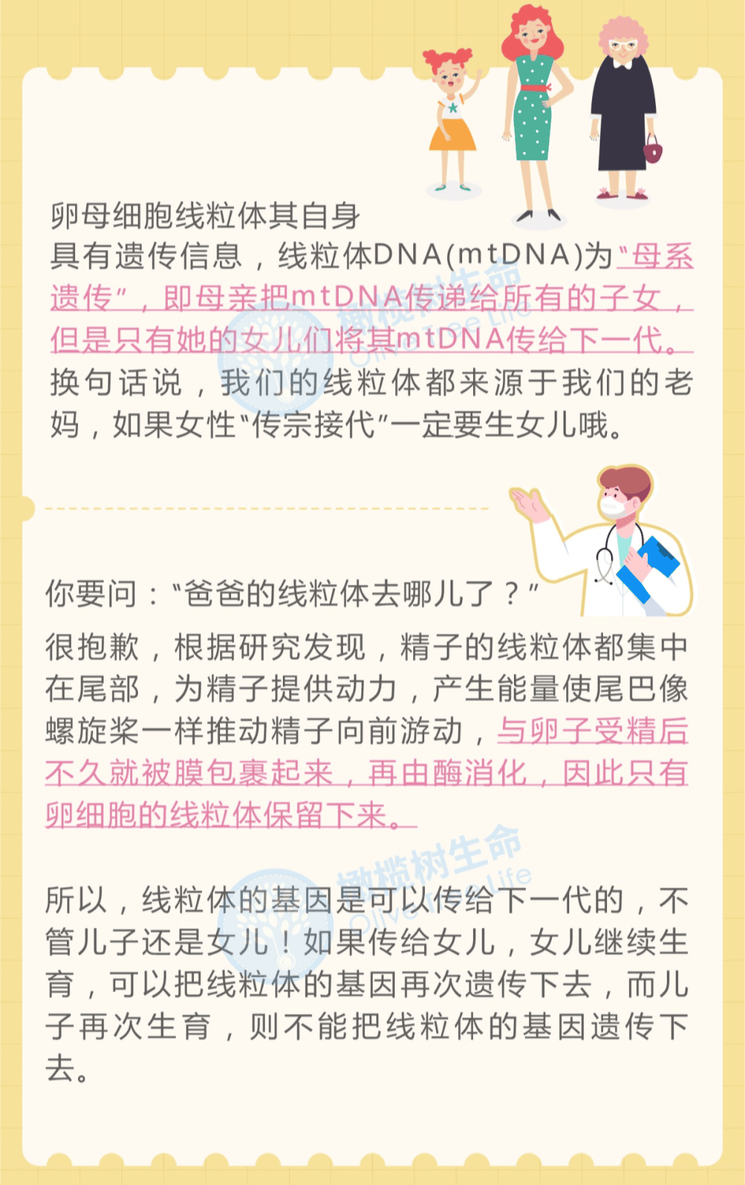 浅谈线粒体与卵子老化之间的关系！