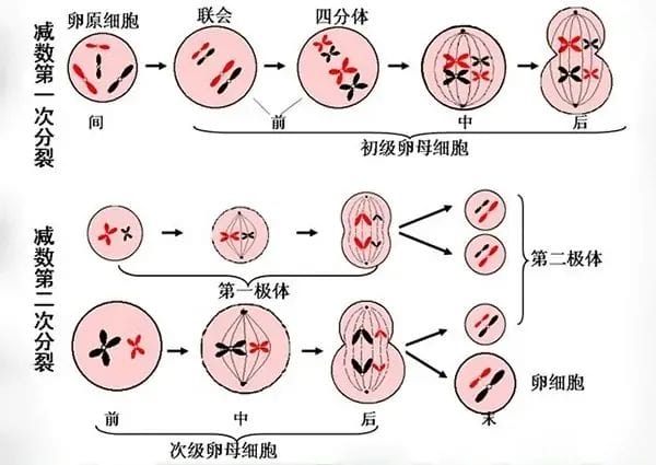 浅谈线粒体与卵子老化之间的关系！