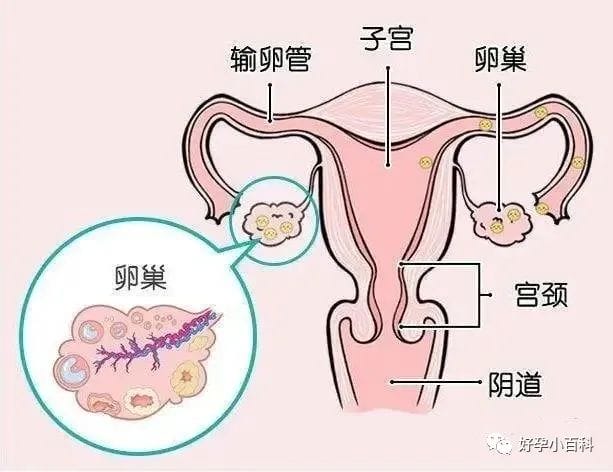 高龄生育超能力之“卵”实力！