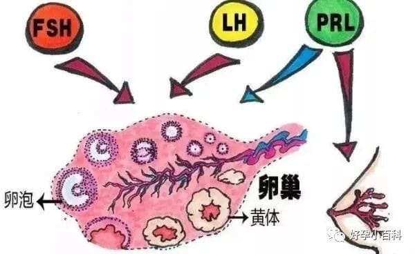 高龄生育超能力之“卵”实力！