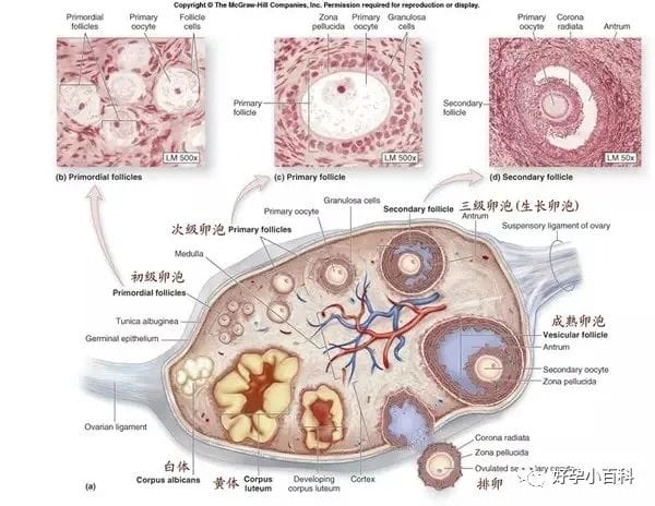 试管婴儿一颗「优秀卵子」的标准！