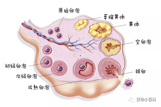 试管婴儿一颗「优秀卵子」的标准！