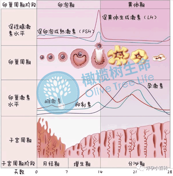 试管婴儿一颗「优秀卵子」的标准！