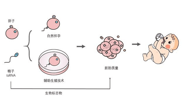 想要胚胎健康发育，精子质量不能忽视！