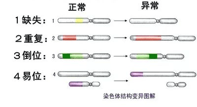 想要胚胎健康发育，精子质量不能忽视！