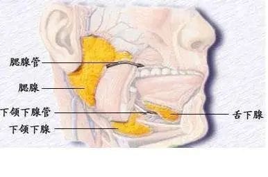 有些人不育，竟因小时候腮帮子疼？硬核科普腮腺炎和蛋蛋的秘密！