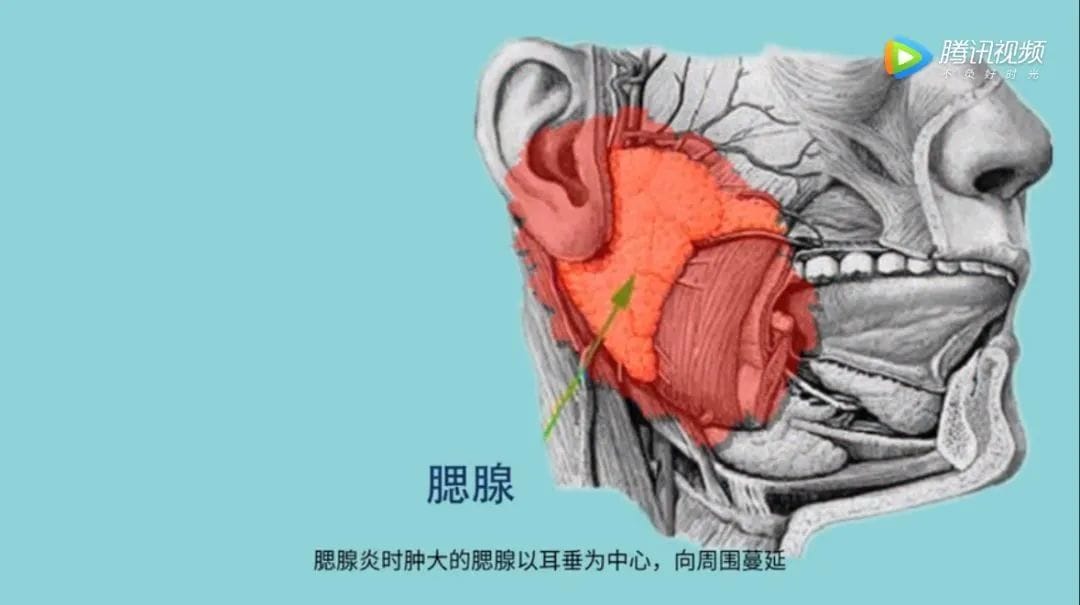 有些人不育，竟因小时候腮帮子疼？硬核科普腮腺炎和蛋蛋的秘密！